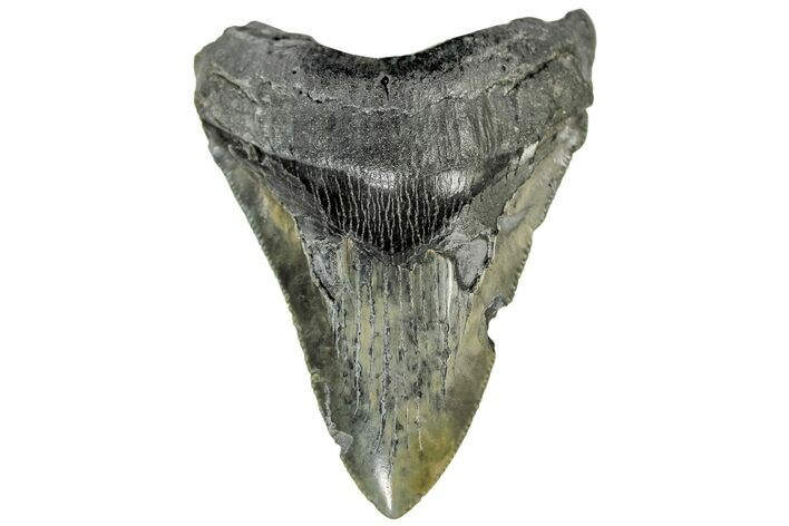 Serrated, Fossil Megalodon Tooth - South Carolina #170457